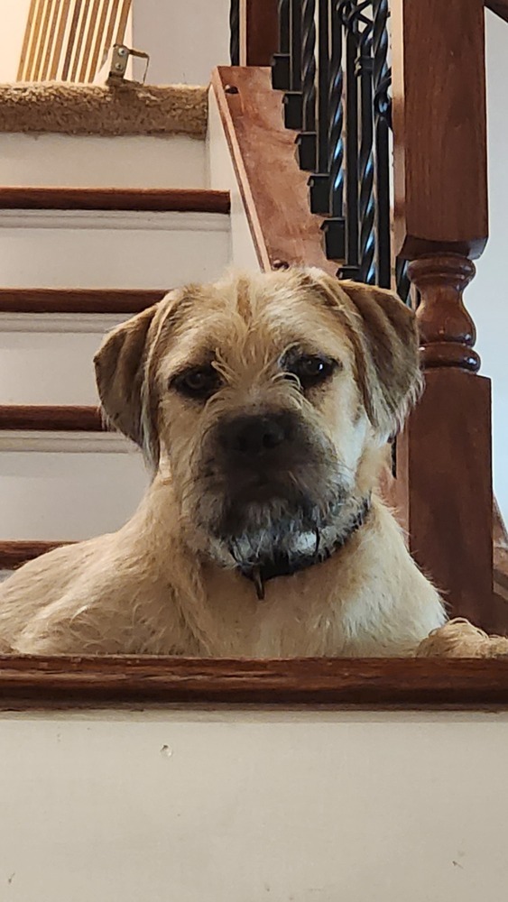 Poppy, an adoptable Foxhound in Wake Forest, NC, 27587 | Photo Image 1