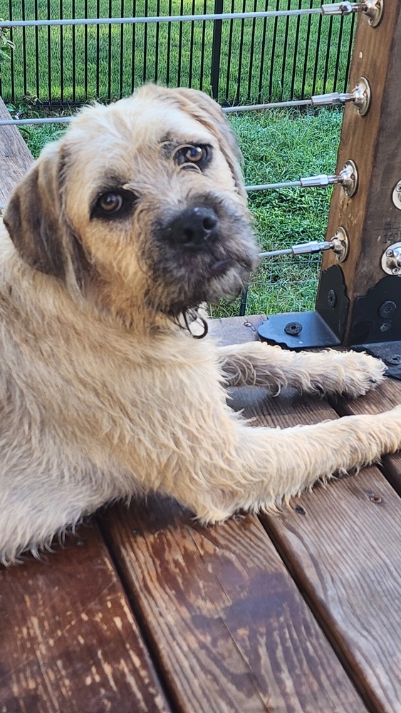 Poppy, an adoptable Foxhound in Wake Forest, NC, 27587 | Photo Image 2