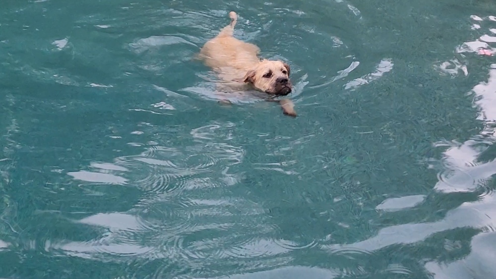 Poppy, an adoptable Foxhound in Wake Forest, NC, 27587 | Photo Image 3