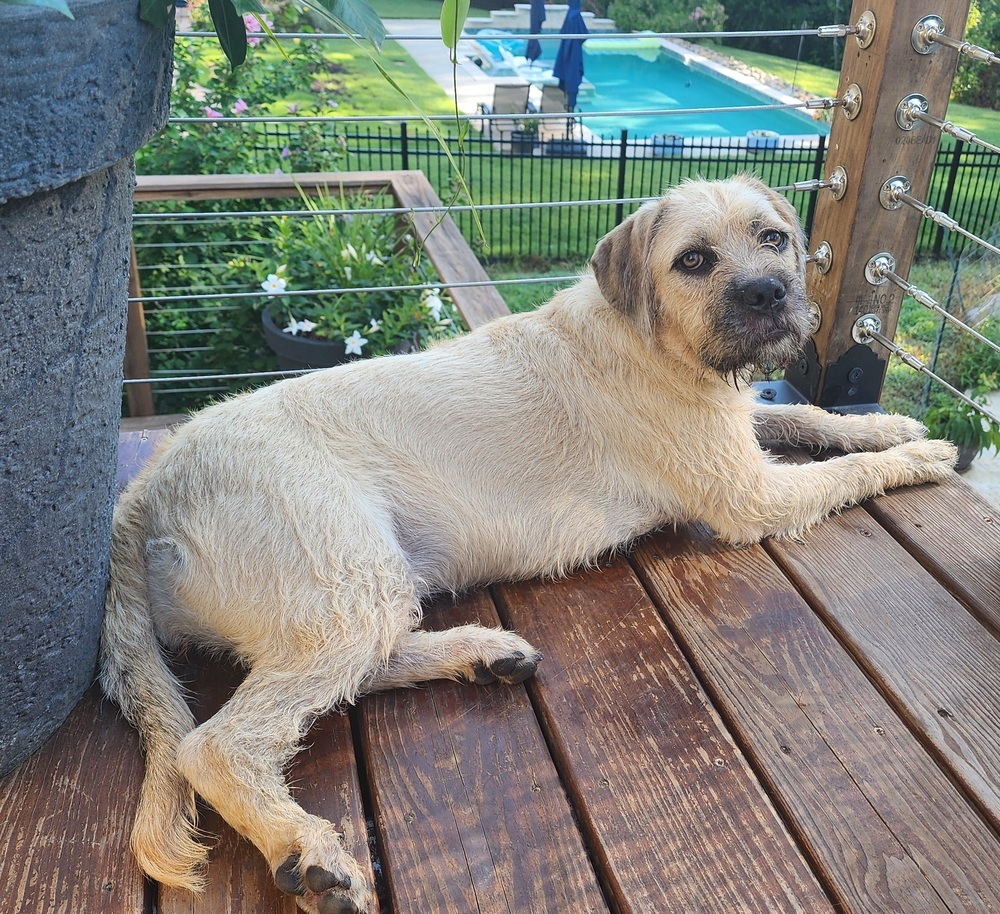 Poppy, an adoptable Foxhound in Wake Forest, NC, 27587 | Photo Image 4