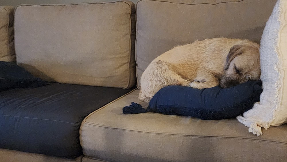 Poppy, an adoptable Foxhound in Wake Forest, NC, 27587 | Photo Image 5