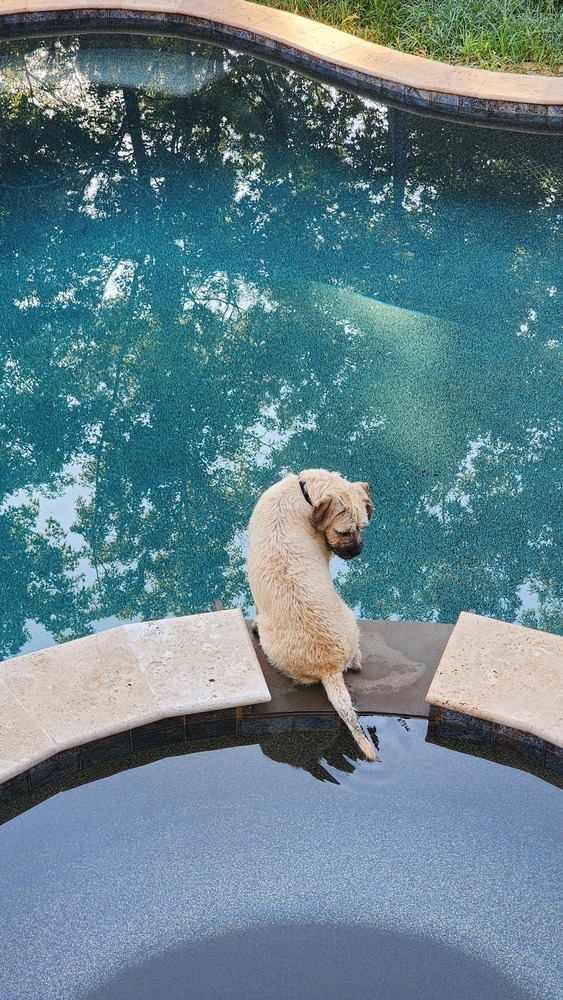 Poppy, an adoptable Foxhound in Wake Forest, NC, 27587 | Photo Image 6