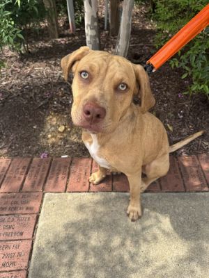 Jazz, Baby Female American Bully