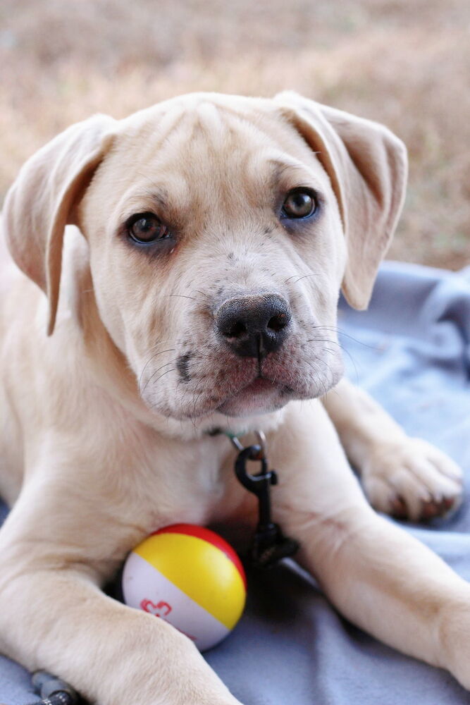Hip Hop, an adoptable Foxhound, English Bulldog in Wake Forest, NC, 27587 | Photo Image 1