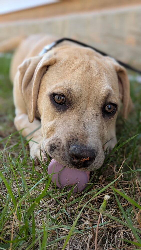 Hip Hop, an adoptable Foxhound, English Bulldog in Wake Forest, NC, 27587 | Photo Image 2