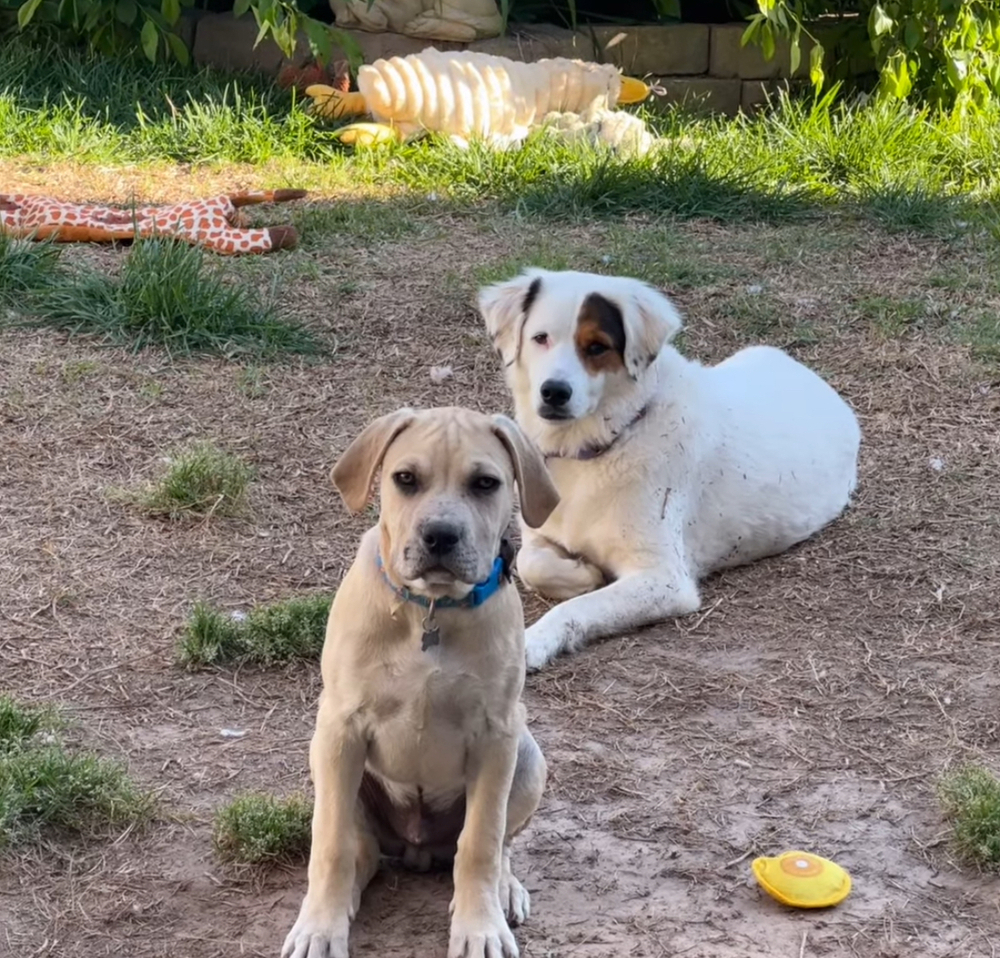 Hip Hop, an adoptable Foxhound, English Bulldog in Wake Forest, NC, 27587 | Photo Image 3