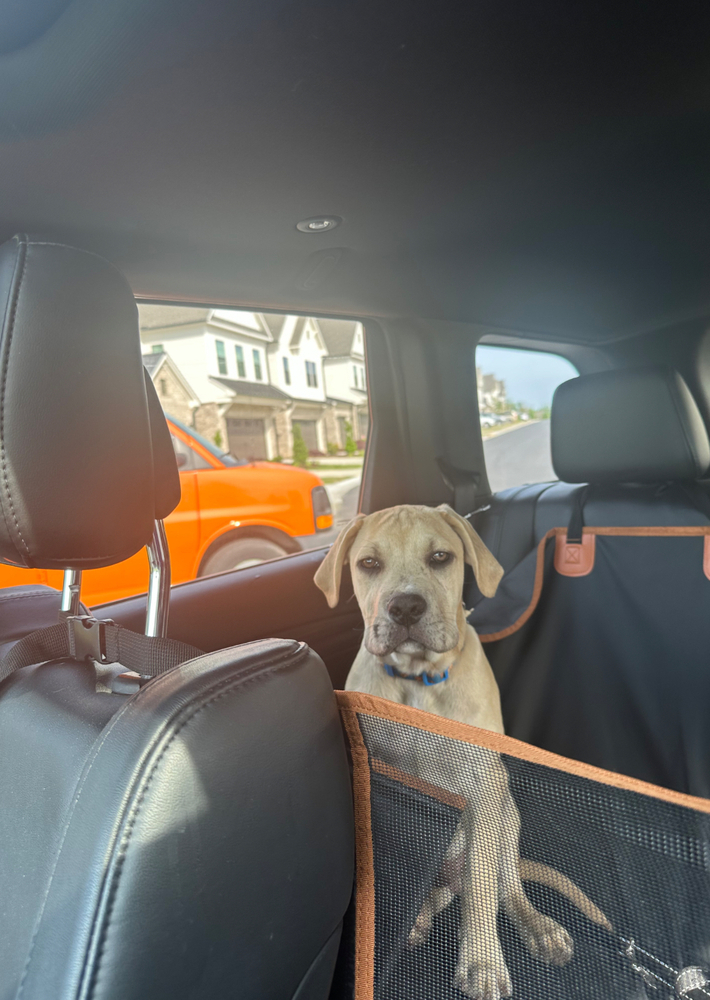 Hip Hop, an adoptable Foxhound, English Bulldog in Wake Forest, NC, 27587 | Photo Image 4