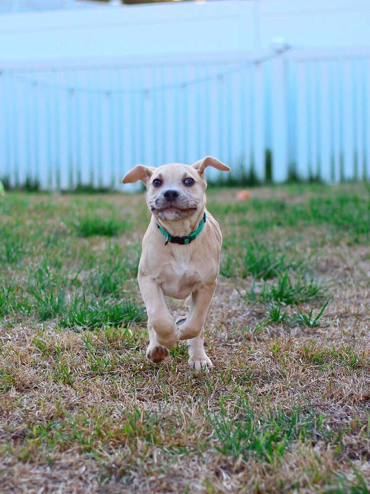 Hip Hop, an adoptable Foxhound, English Bulldog in Wake Forest, NC, 27587 | Photo Image 5