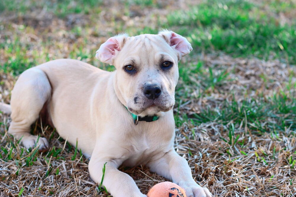 Hip Hop, an adoptable Foxhound, English Bulldog in Wake Forest, NC, 27587 | Photo Image 6