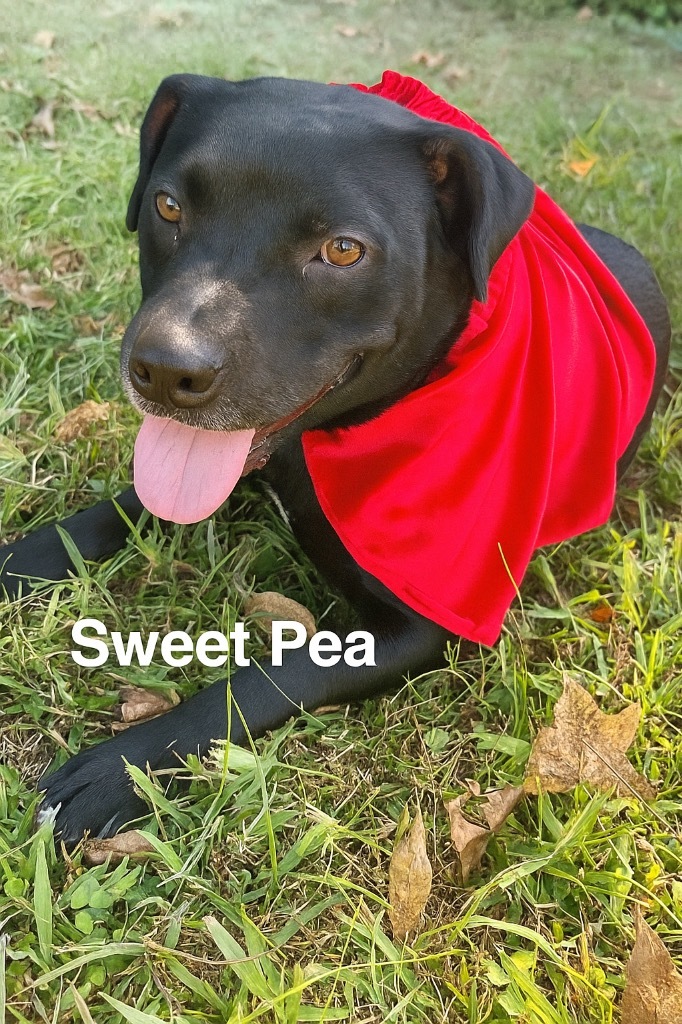 Sweet Pea
