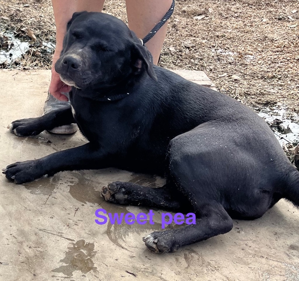Sweet Pea
