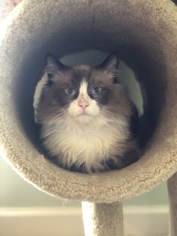 Bodacious Bacon, an adoptable Siamese, Ragdoll in Randolph, MA, 02368 | Photo Image 1