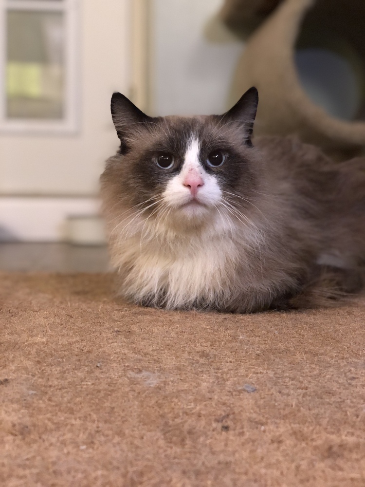 Bodacious Bacon, an adoptable Siamese, Ragdoll in Randolph, MA, 02368 | Photo Image 2