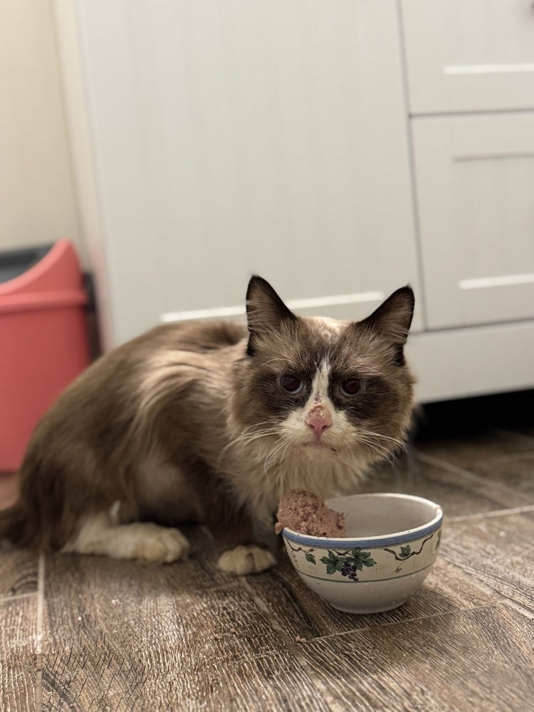 Bodacious Bacon, an adoptable Siamese, Ragdoll in Randolph, MA, 02368 | Photo Image 4