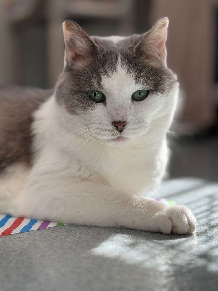 Amelia