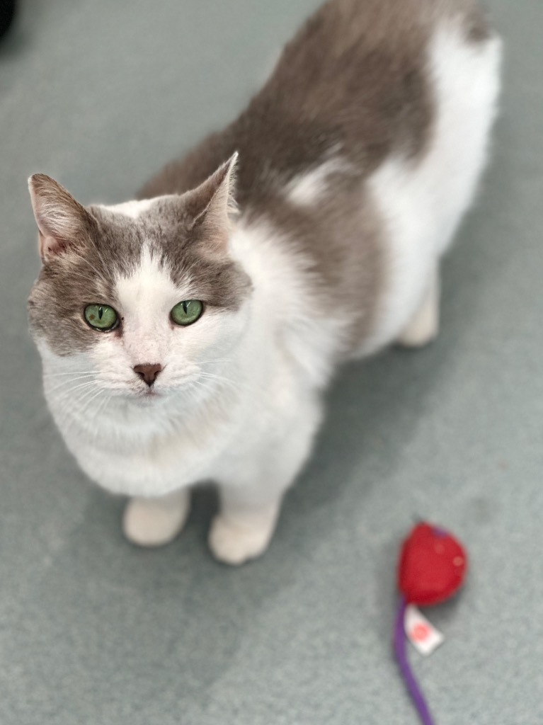 Amelia, an adoptable Domestic Short Hair in Cumberland, ME, 04021 | Photo Image 6