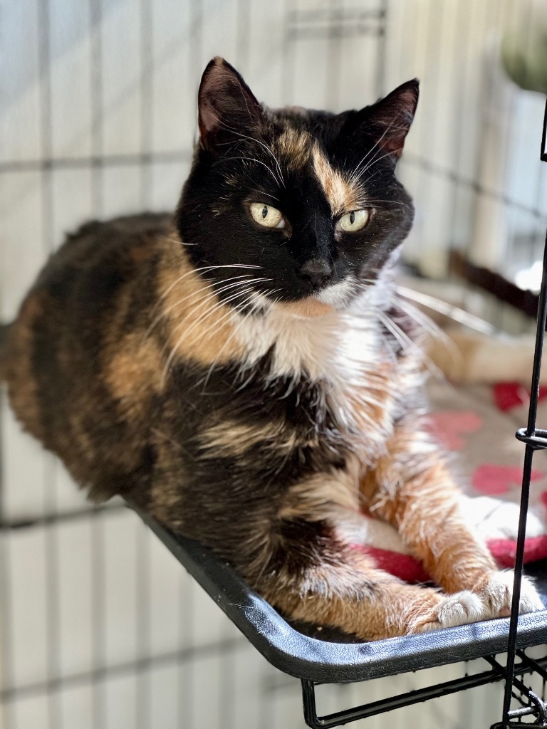 Callie (fka Swin), an adoptable Domestic Short Hair in Cumberland, ME, 04021 | Photo Image 1