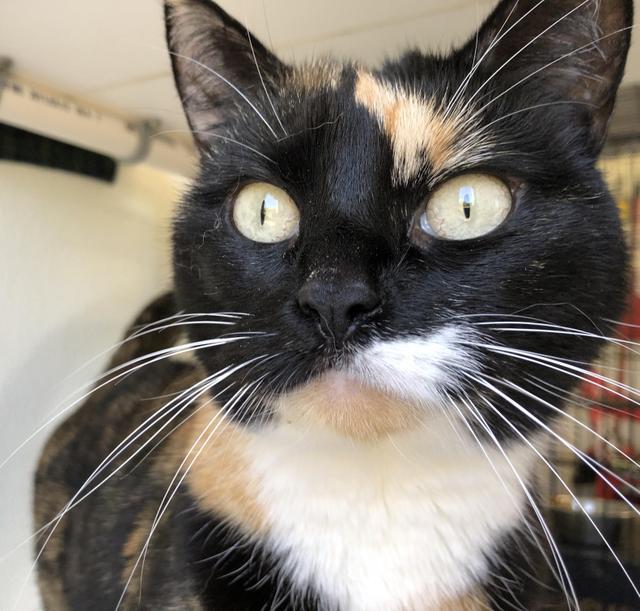 Callie (fka Swin), an adoptable Domestic Short Hair in Cumberland, ME, 04021 | Photo Image 2