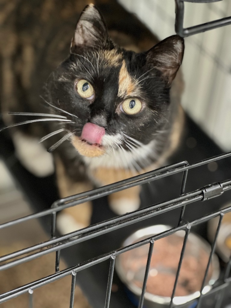 Callie (fka Swin), an adoptable Domestic Short Hair in Cumberland, ME, 04021 | Photo Image 3