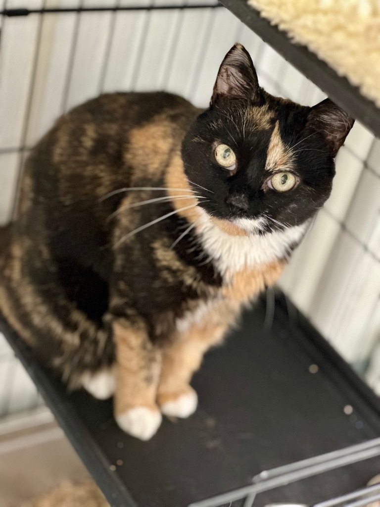 Callie (fka Swin), an adoptable Domestic Short Hair in Cumberland, ME, 04021 | Photo Image 4