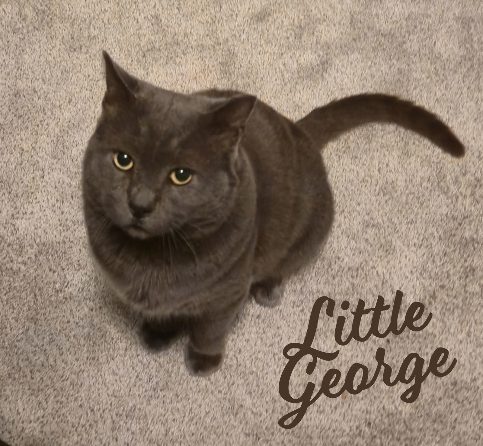 Little George #wooly-chevalier, an adoptable Chartreux, Domestic Short Hair in Houston, TX, 77005 | Photo Image 1