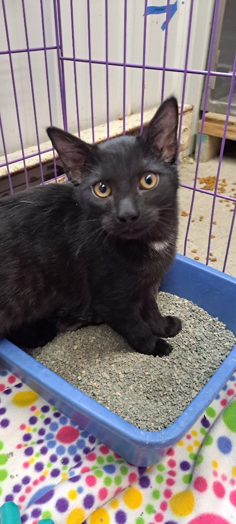 Elias, an adoptable Domestic Short Hair in Virginia, MN, 55792 | Photo Image 1