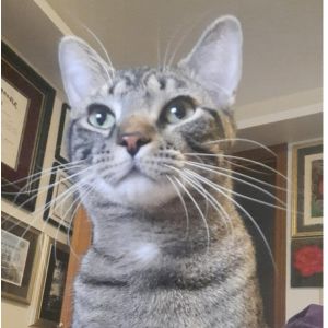 Nixon, Baby Male Domestic Short Hair