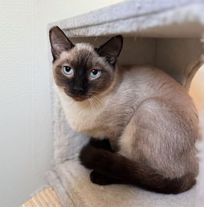 Bandit - bonded with Grayson, an adoptable Siamese, Ragdoll in Wilsonville, OR, 97070 | Photo Image 1