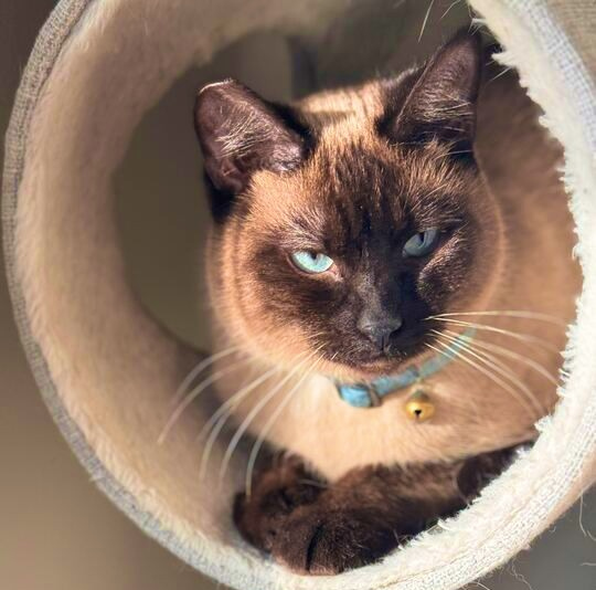 Bandit - bonded with Grayson, an adoptable Siamese, Ragdoll in Wilsonville, OR, 97070 | Photo Image 1