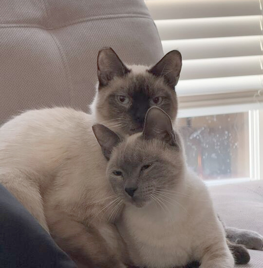 Bandit - bonded with Grayson, an adoptable Siamese, Ragdoll in Wilsonville, OR, 97070 | Photo Image 2