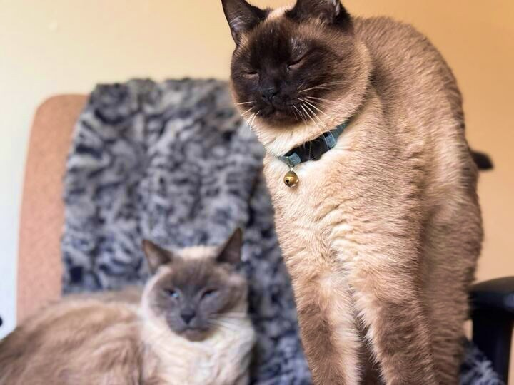 Bandit - bonded with Grayson, an adoptable Siamese, Ragdoll in Wilsonville, OR, 97070 | Photo Image 2