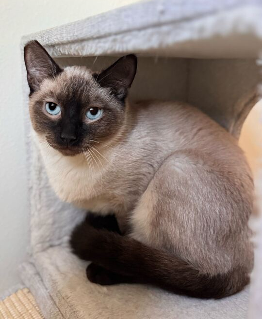 Bandit - bonded with Grayson, an adoptable Siamese, Ragdoll in Wilsonville, OR, 97070 | Photo Image 3