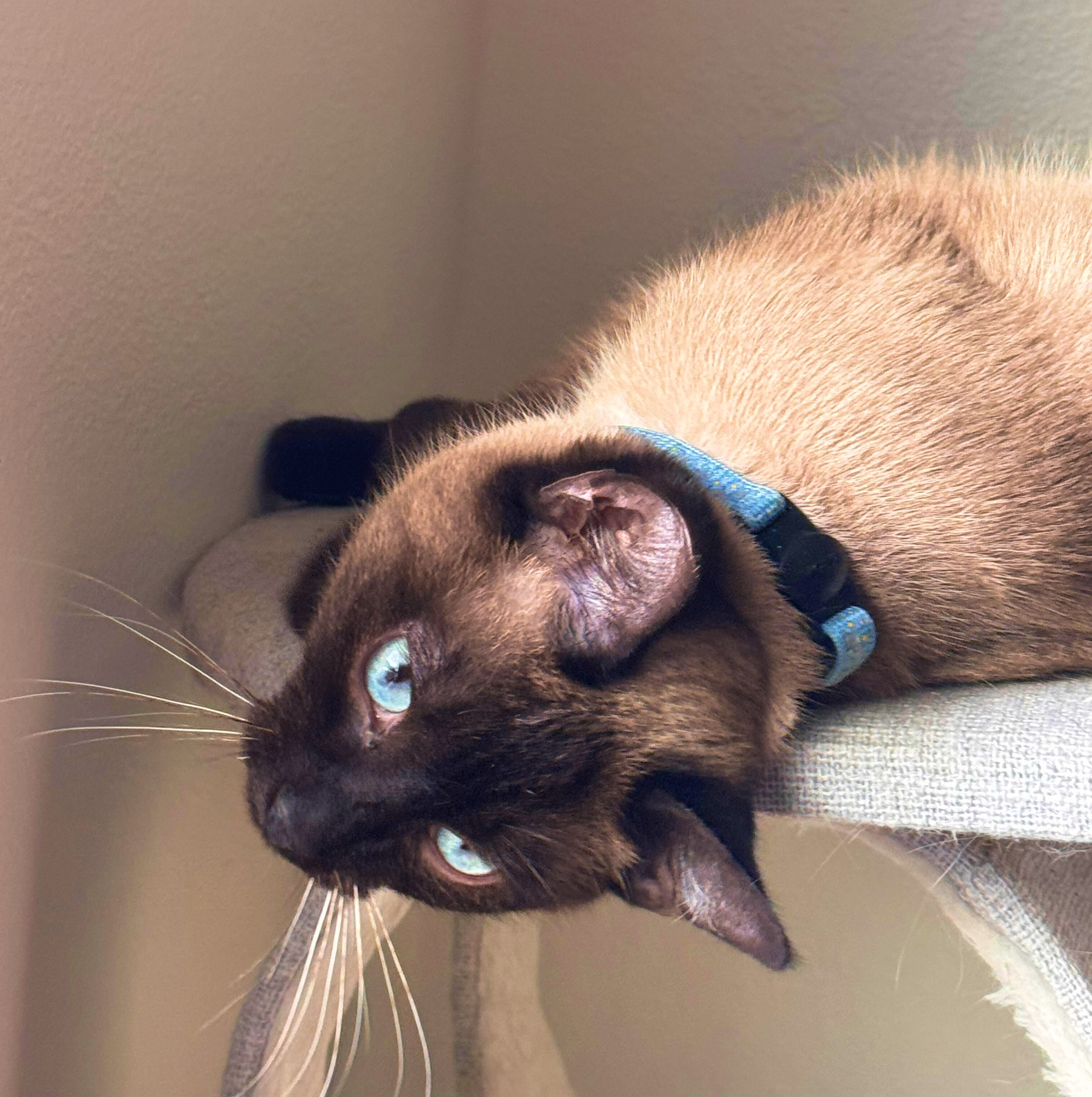 Bandit - bonded with Grayson, an adoptable Siamese, Ragdoll in Wilsonville, OR, 97070 | Photo Image 3