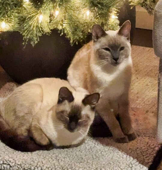 Bandit - bonded with Grayson, an adoptable Siamese, Ragdoll in Wilsonville, OR, 97070 | Photo Image 4