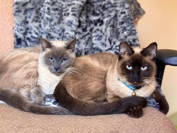 Bandit - bonded with Grayson, an adoptable Siamese, Ragdoll in Wilsonville, OR, 97070 | Photo Image 4