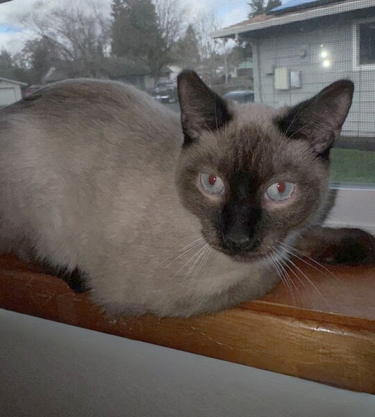 Bandit - bonded with Grayson, an adoptable Siamese, Ragdoll in Wilsonville, OR, 97070 | Photo Image 6