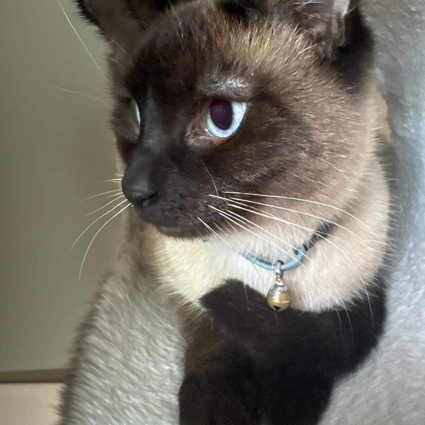 Bandit - bonded with Grayson, an adoptable Siamese, Ragdoll in Wilsonville, OR, 97070 | Photo Image 6