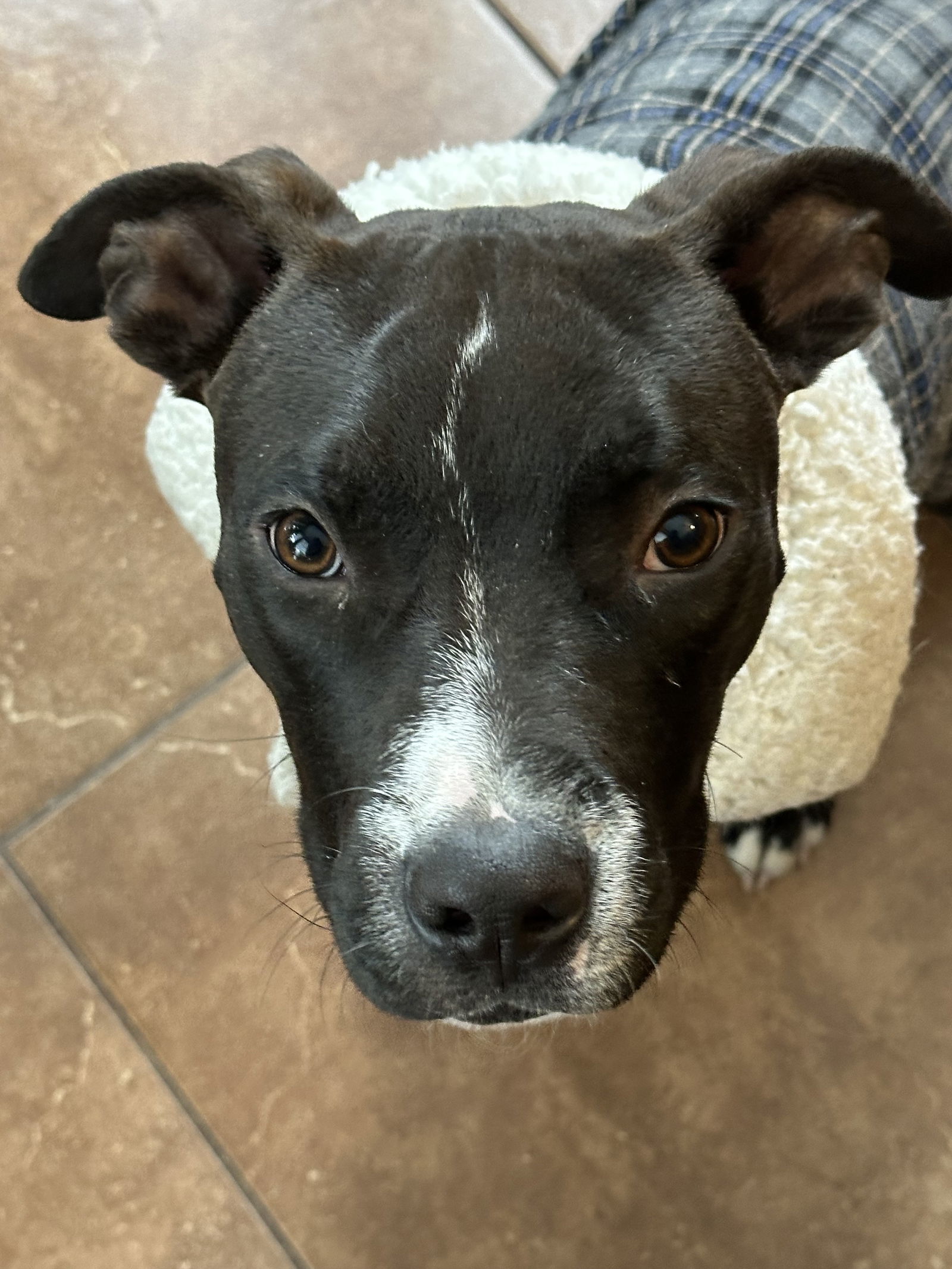 Mohawk, an adoptable Pit Bull Terrier in Polson, MT, 59860 | Photo Image 1