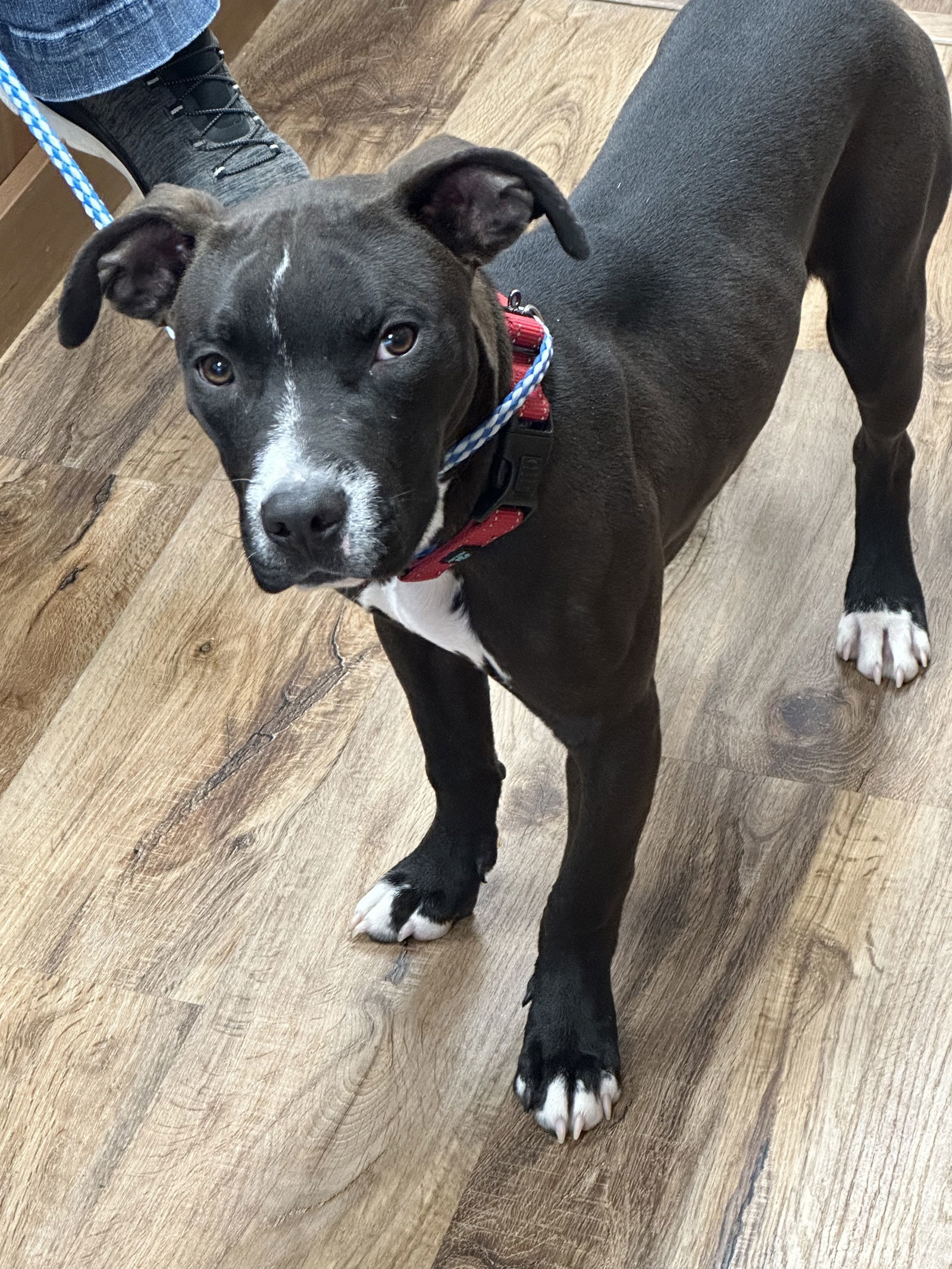 Mohawk, an adoptable Pit Bull Terrier in Polson, MT, 59860 | Photo Image 2