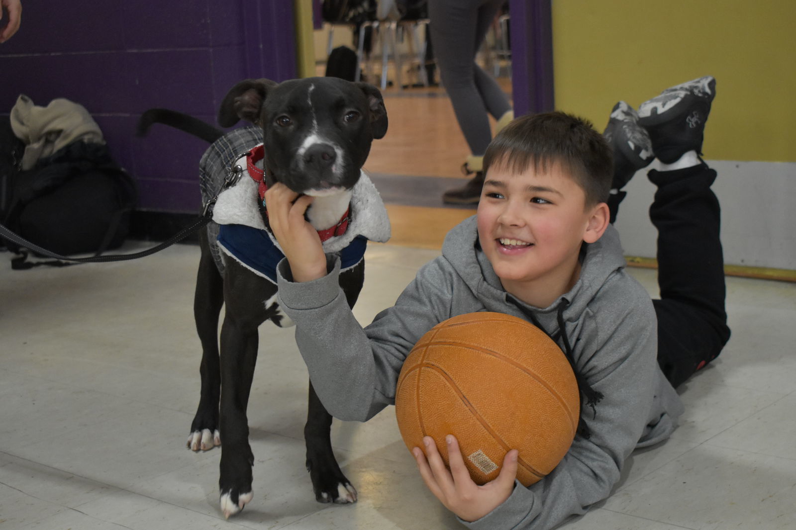 Mohawk, an adoptable Pit Bull Terrier in Polson, MT, 59860 | Photo Image 3
