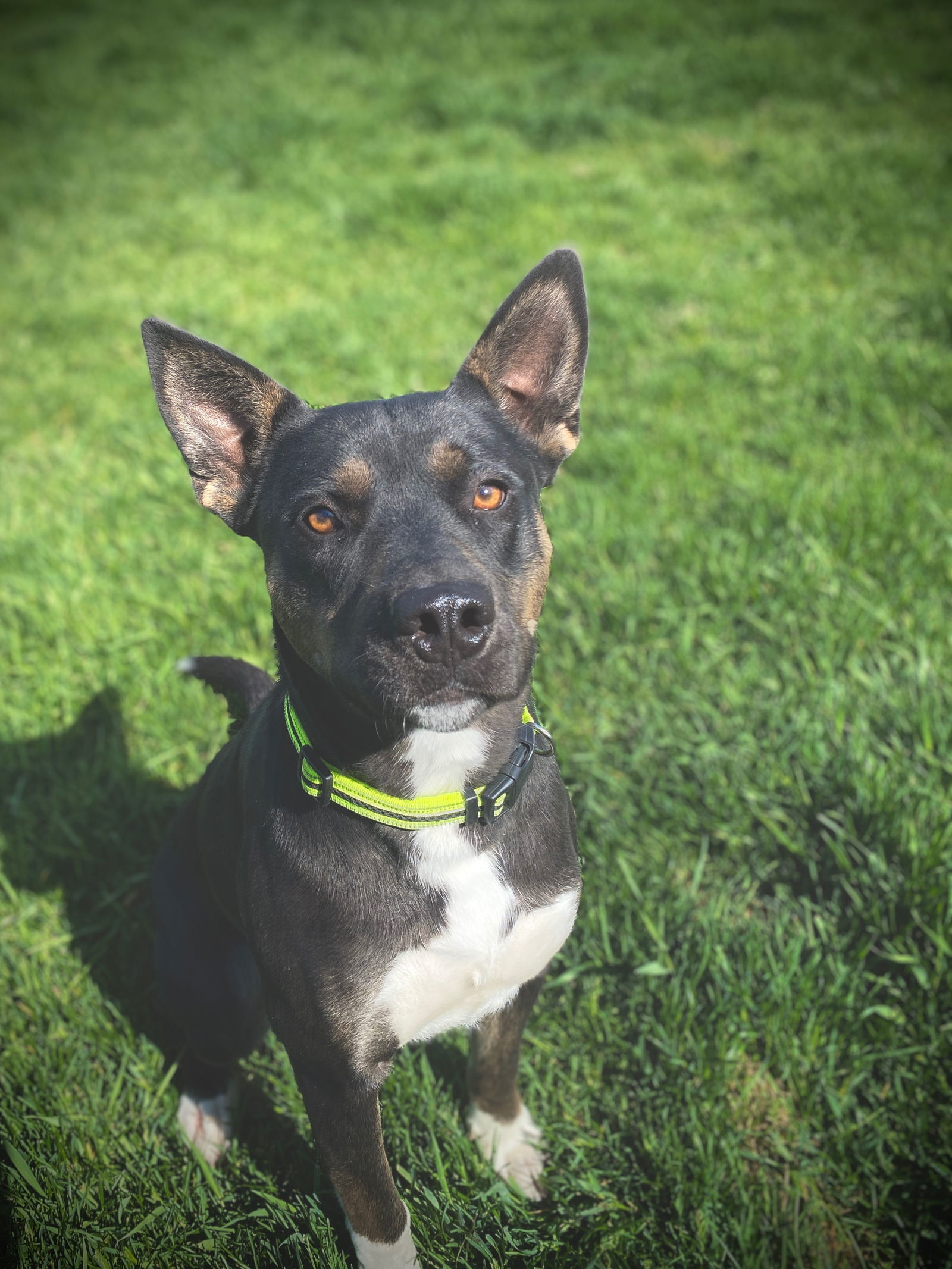 Bo Rock, an adoptable Pit Bull Terrier in Polson, MT, 59860 | Photo Image 1