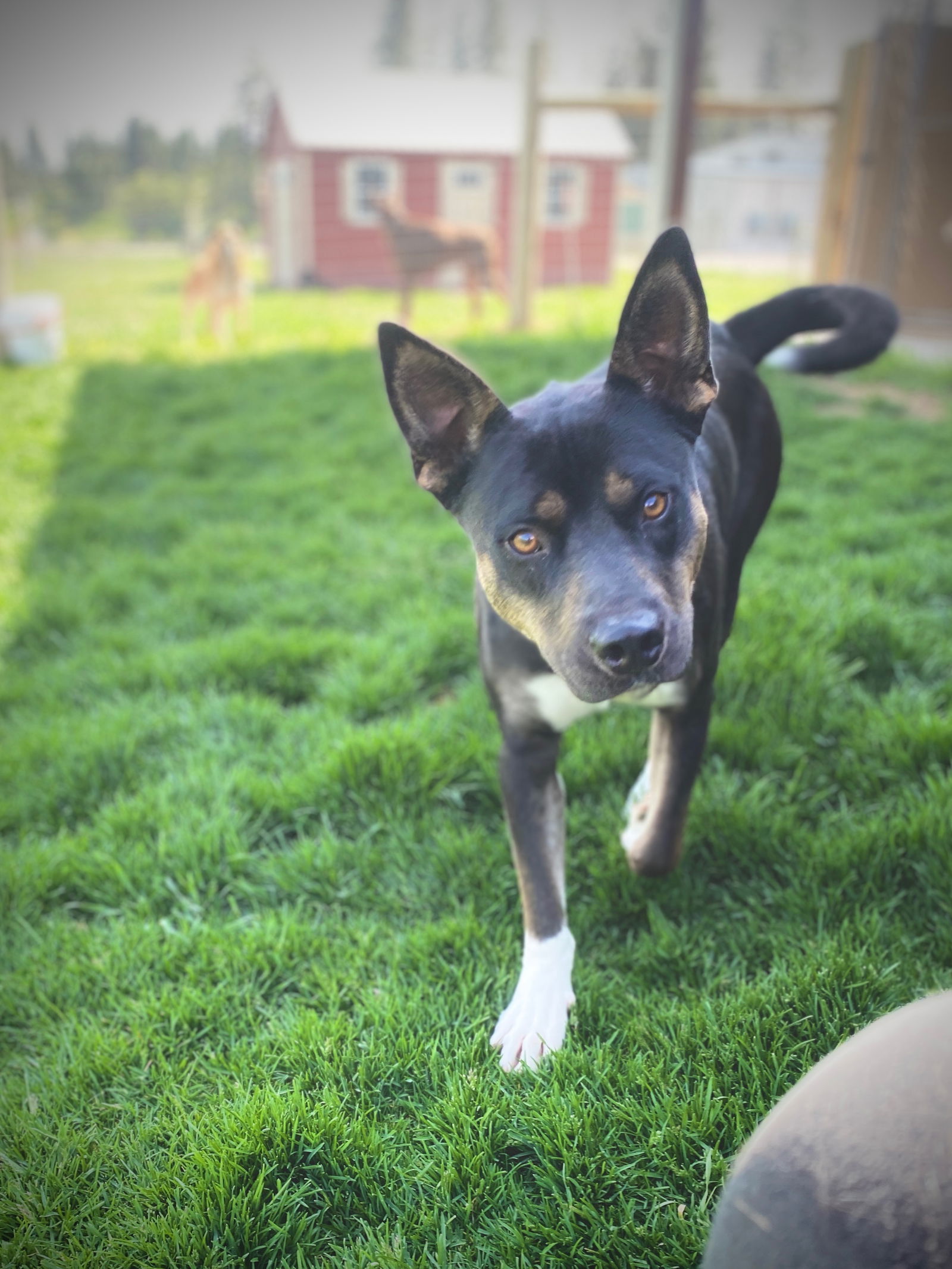 Bo Rock, an adoptable Pit Bull Terrier in Polson, MT, 59860 | Photo Image 2