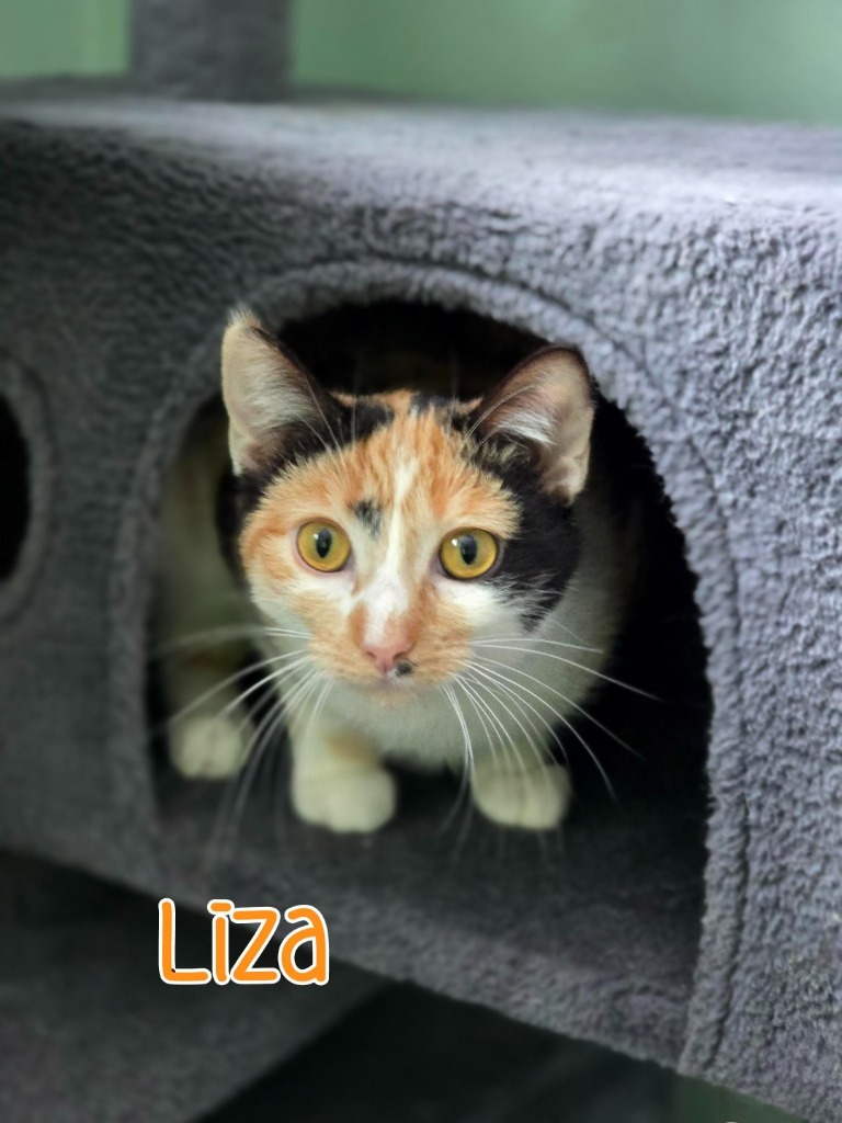 Liza