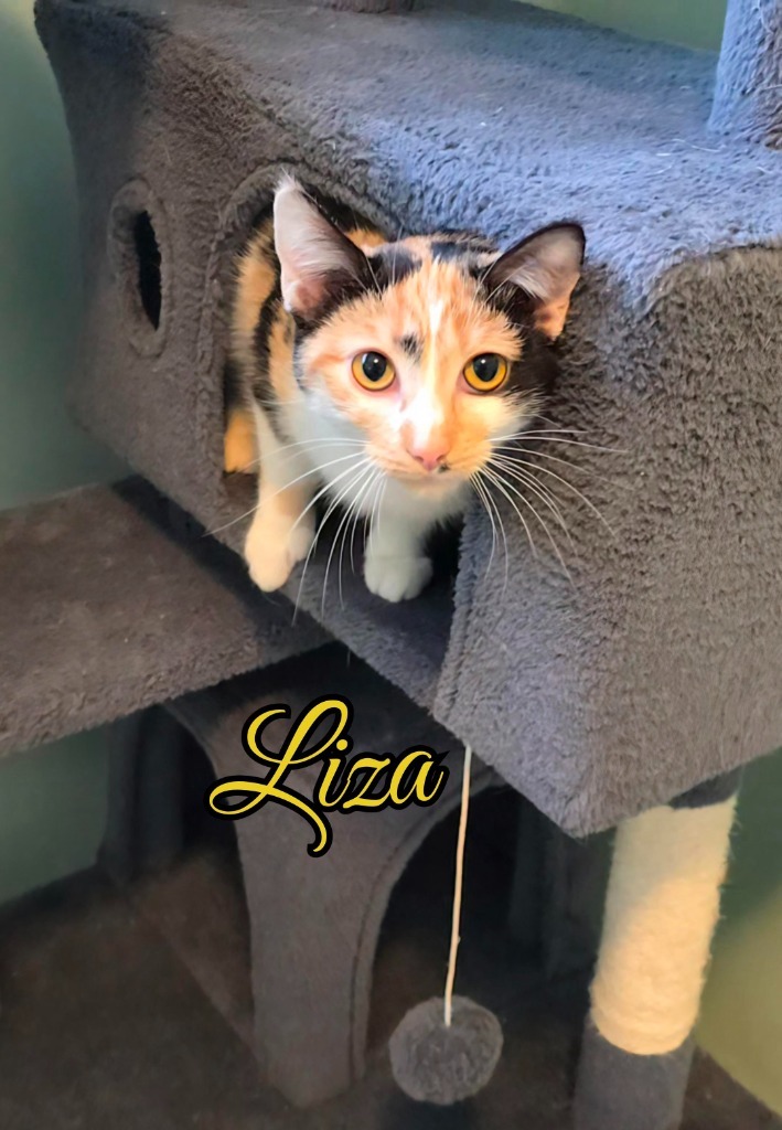 Liza