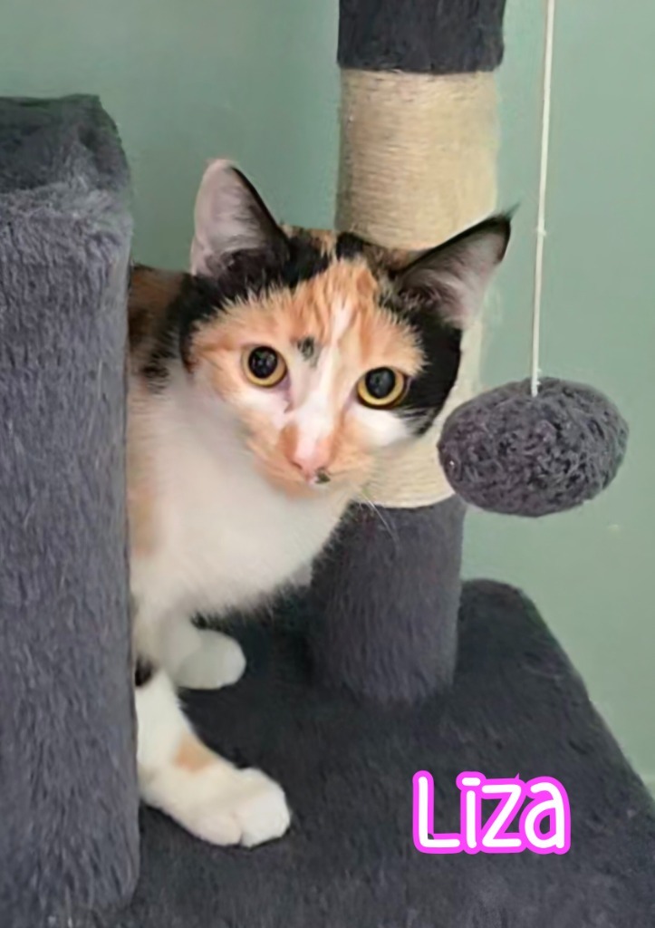 Liza