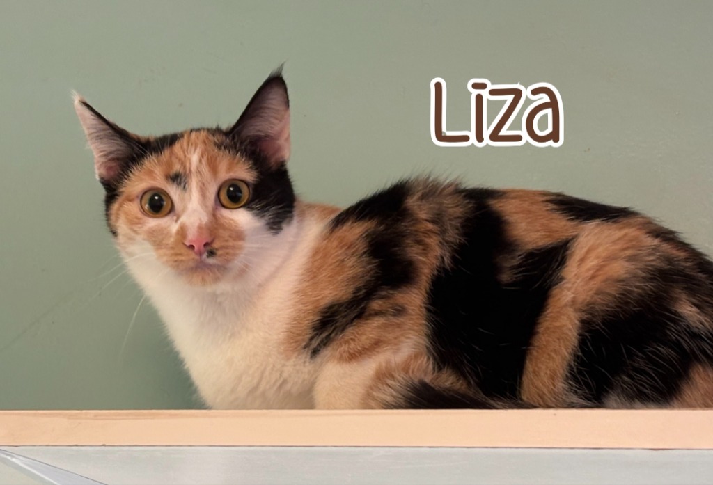 Liza