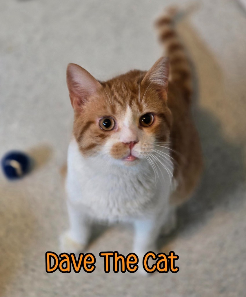 Dave The Cat