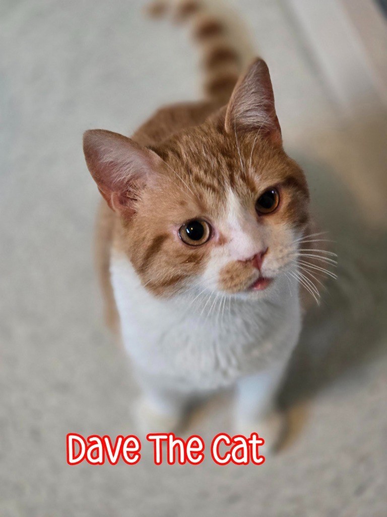 Dave The Cat
