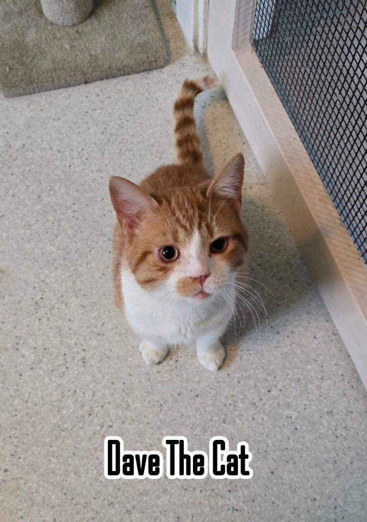 Dave The Cat
