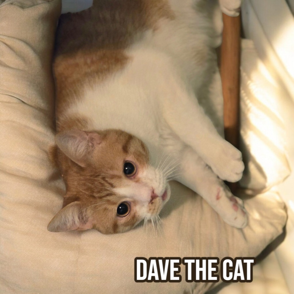 Dave The Cat